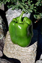 Sweet Green Bell Pepper (Capsicum annuum 'Sweet Green Bell') at A Very Successful Garden Center