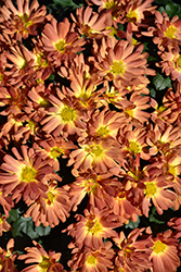 Stacy Dazzling Orange Chrysanthemum (Chrysanthemum 'Stacy Dazzling Orange') at A Very Successful Garden Center