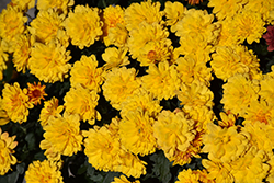 Cheryl Sparkling Yellow Chrysanthemum (Chrysanthemum 'Cheryl Sparkling Yellow') at Lakeshore Garden Centres