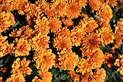 Cheryl Spicy Orange Chrysanthemum (Chrysanthemum 'Cheryl Spicy Orange') at A Very Successful Garden Center