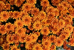 Hannah Orange Chrysanthemum (Chrysanthemum 'Hannah Orange') at Stonegate Gardens