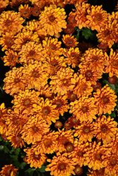 Beverly Orange Chrysanthemum (Chrysanthemum 'Beverly Orange') at Lakeshore Garden Centres