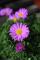 Pink Lace Aster (Symphyotrichum dumosum 'Pink Lace') at A Very Successful Garden Center