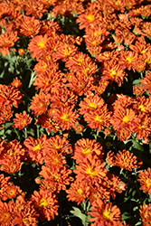 Padre Orange Chrysanthemum (Chrysanthemum 'Padre Orange') at Stonegate Gardens