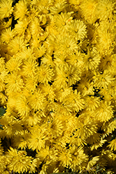 Elena Gold Chrysanthemum (Chrysanthemum 'Elena Gold') at Stonegate Gardens
