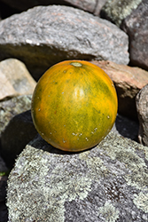 Kazakh Melon (Cucumis melo var. inodorus 'Kazakh') at A Very Successful Garden Center