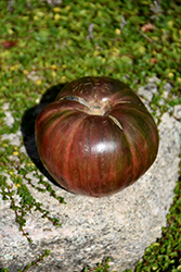Black Zebra Tomato (Solanum lycopersicum 'Black Zebra') at A Very Successful Garden Center