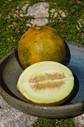Kazakh Melon (Cucumis melo var. inodorus 'Kazakh') at A Very Successful Garden Center