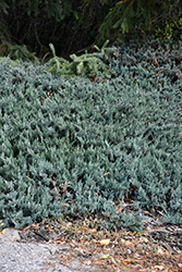 Wisconsin Juniper (Juniperus horizontalis 'Wisconsin') at A Very Successful Garden Center
