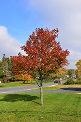 Northwood Red Maple (Acer rubrum 'Northwood') at Stonegate Gardens