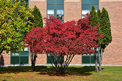 Amur Maple (Acer ginnala) at Lakeshore Garden Centres