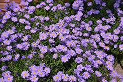 Romany Aster (Symphyotrichum dumosum 'Romany') at A Very Successful Garden Center