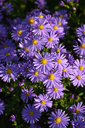 Romany Aster (Symphyotrichum dumosum 'Romany') at A Very Successful Garden Center