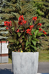 Tropical Bronze Scarlet Canna (Canna 'Tropical Bronze Scarlet') at A Very Successful Garden Center