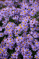 Kickin Lilac Blue Aster (Symphyotrichum 'Kickin Lilac Blue') at A Very Successful Garden Center