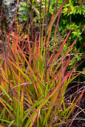 Flame Grass (Miscanthus sinensis 'Purpurascens') at Schulte's Greenhouse & Nursery