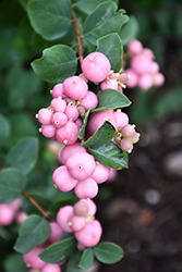Pinky Promise Snowberry (Symphoricarpos 'Kolmpica') at A Very Successful Garden Center