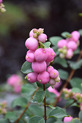 Marleen Pink Snowberry (Symphoricarpos x doorenbosii 'Marleen') at A Very Successful Garden Center