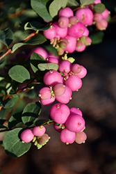 Magical Temptation Coralberry (Symphoricarpos x doorenbosii 'Kolmatemta') at Stonegate Gardens