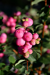 Magical Treasure Coralberry (Symphoricarpos x doorenbosii 'Kolmatrea') at A Very Successful Garden Center
