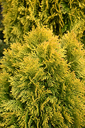 Golden Emerald Arborvitae (Thuja occidentalis 'Jantar') at A Very Successful Garden Center