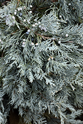 Blue Haven Juniper (Juniperus scopulorum 'Blue Haven') at A Very Successful Garden Center