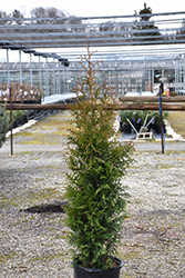 Northern Spire Giant Arborvitae (Thuja plicata 'Northern Spire') at A Very Successful Garden Center