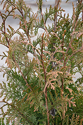 Northern Spire Giant Arborvitae (Thuja plicata 'Northern Spire') at Lakeshore Garden Centres