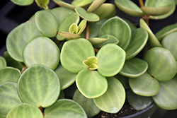 Hope Peperomia (Peperomia 'Hope') at A Very Successful Garden Center