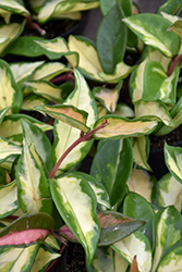 Variegated Wax Plant (Hoya carnosa 'Variegata') at A Very Successful Garden Center