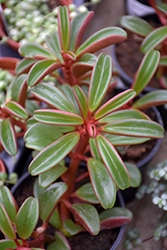 Ruby Glow Peperomia (Peperomia graveolens) at A Very Successful Garden Center