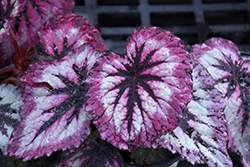 Harmony's Fire Woman Begonia (Begonia 'Harmony's Fire Woman') at A Very Successful Garden Center