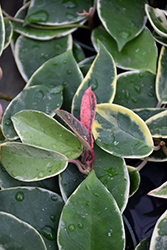 Krimson Queen Wax Plant (Hoya carnosa 'Krimson Queen') at A Very Successful Garden Center