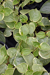 Variegated Cupid Peperomia (Peperomia scandens 'Variegata') at A Very Successful Garden Center