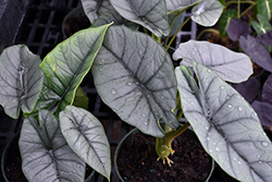 Silver Velvet Alocasia (Alocasia reginae) at A Very Successful Garden Center