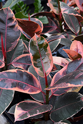 Ruby Rubber Tree (Ficus elastica 'Ruby') at A Very Successful Garden Center