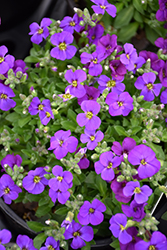 Audrey Purple Shades Rock Cress (Aubrieta 'Audrey Purple Shades') at A Very Successful Garden Center