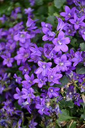 Purple Get Mee Bellflower (Campanula portenschlagiana 'Purple Get Mee') at Lakeshore Garden Centres