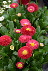 Galaxy Red English Daisy (Bellis perennis 'Galaxy Red') at Stonegate Gardens