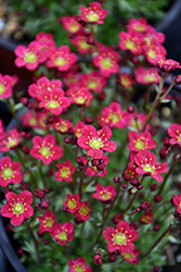 Rocco Red Saxifrage (Saxifraga x arendsii 'Rocco Red') at Stonegate Gardens