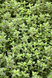 Lime Thyme (Thymus x citriodorus 'Lime') at A Very Successful Garden Center