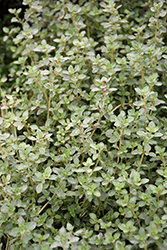 Silver Edge Thyme (Thymus vulgaris 'Silver Edge') at Stonegate Gardens