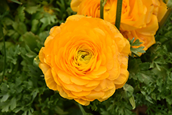 Double Yellow Ranunculus (Ranunculus 'Double Yellow') at A Very Successful Garden Center