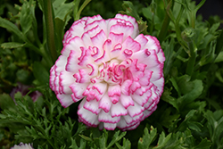 Double Pink Picotee Ranunculus (Ranunculus 'Double Pink Picotee') at Lakeshore Garden Centres