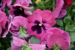 Inspire Plus Pink Shades (Viola x wittrockiana 'Inspire Plus Pink Shades') at A Very Successful Garden Center