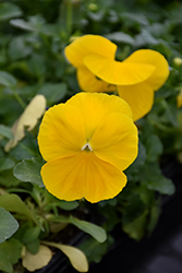 Sorbet XP Yellow Pansy (Viola 'Sorbet XP Yellow') at A Very Successful Garden Center
