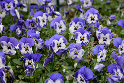 Sorbet XP Delft Blue Pansy (Viola 'PAS733551') at Lakeshore Garden Centres