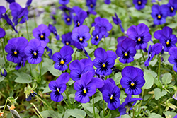 Sorbet XP Blue Blotch Pansy (Viola 'PAS786645') at A Very Successful Garden Center
