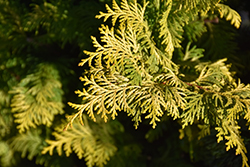 Goldilocks Hinoki Falsecypress (Chamaecyparis obtusa 'Goldilocks') at A Very Successful Garden Center