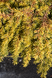 All Gold Shore Juniper (Juniperus conferta 'All Gold') at A Very Successful Garden Center